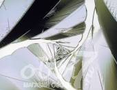 Коллекция Excess, артикул 8006-3